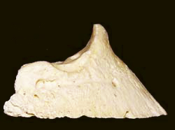 osso triangolare